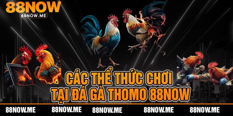 Các thể thức chơi tại đá gà thomo 88now
