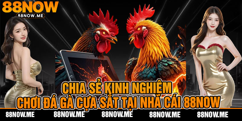 Chia sẻ kinh nghiệm chơi đá gà cựa sắt tại nhà cái 88now
