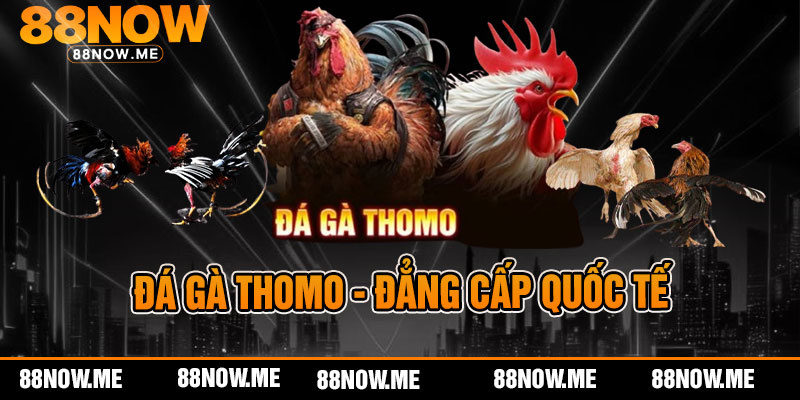 Đá Gà Thomo Đẳng Cấp Quốc Tế