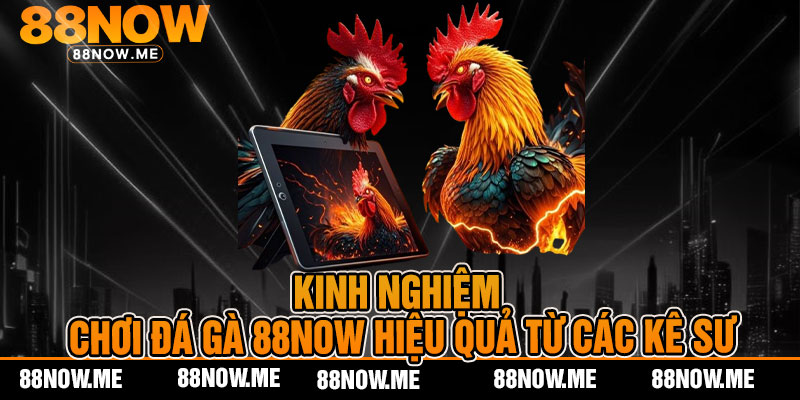 Kinh nghiệm chơi đá gà 88now hiệu quả từ các kê sư
